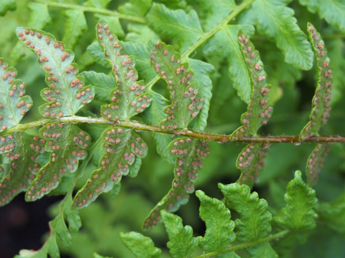 Вудсия многорядная - фото 5