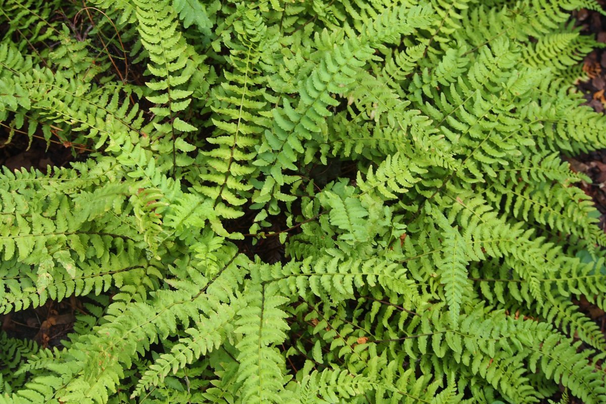 Вудсия многорядная - фото 6