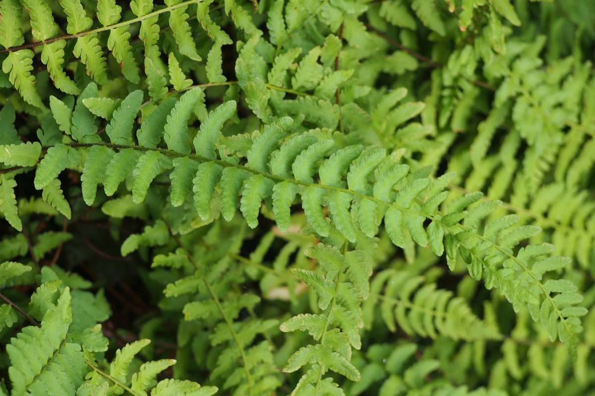 Вудсия многорядная - фото 8