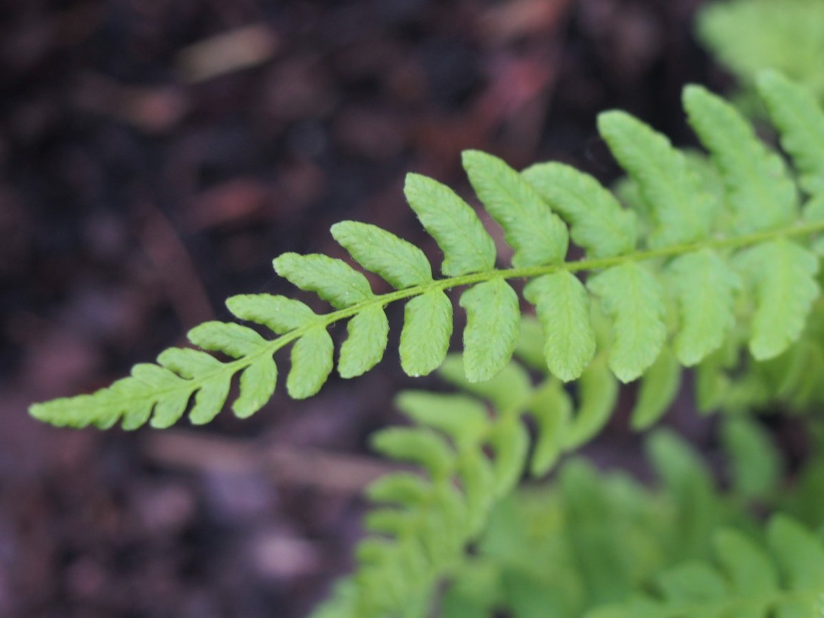 Вудсия многорядная - фото 3