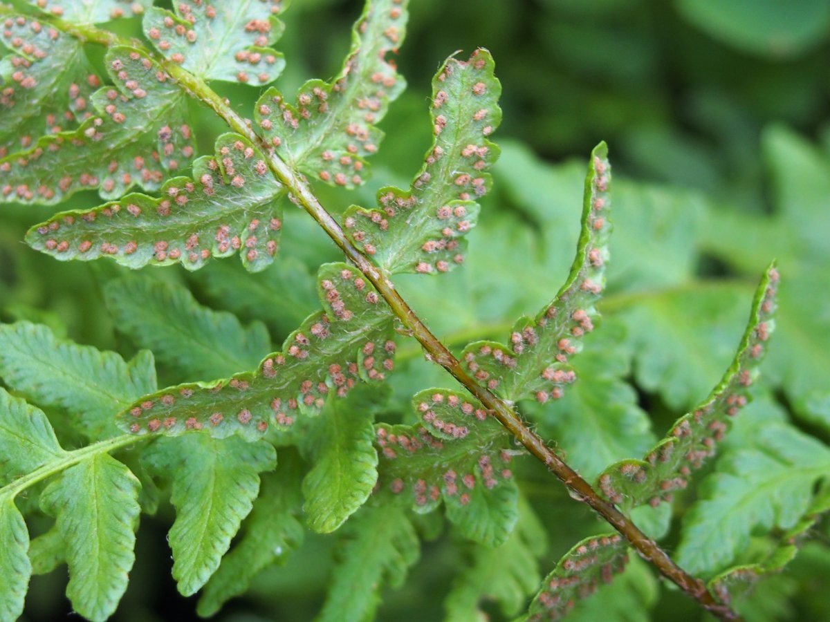 Вудсия многорядная - фото 4