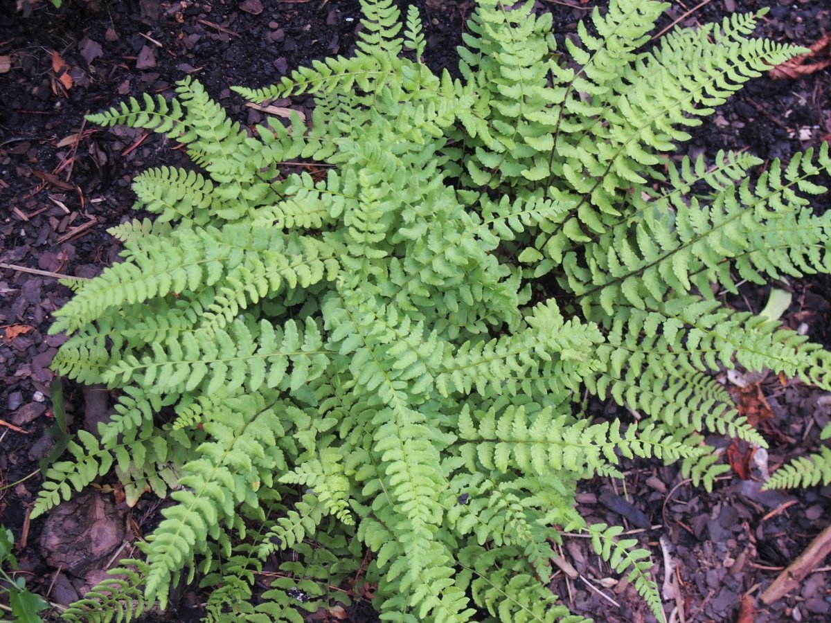 Вудсия многорядная - фото 2