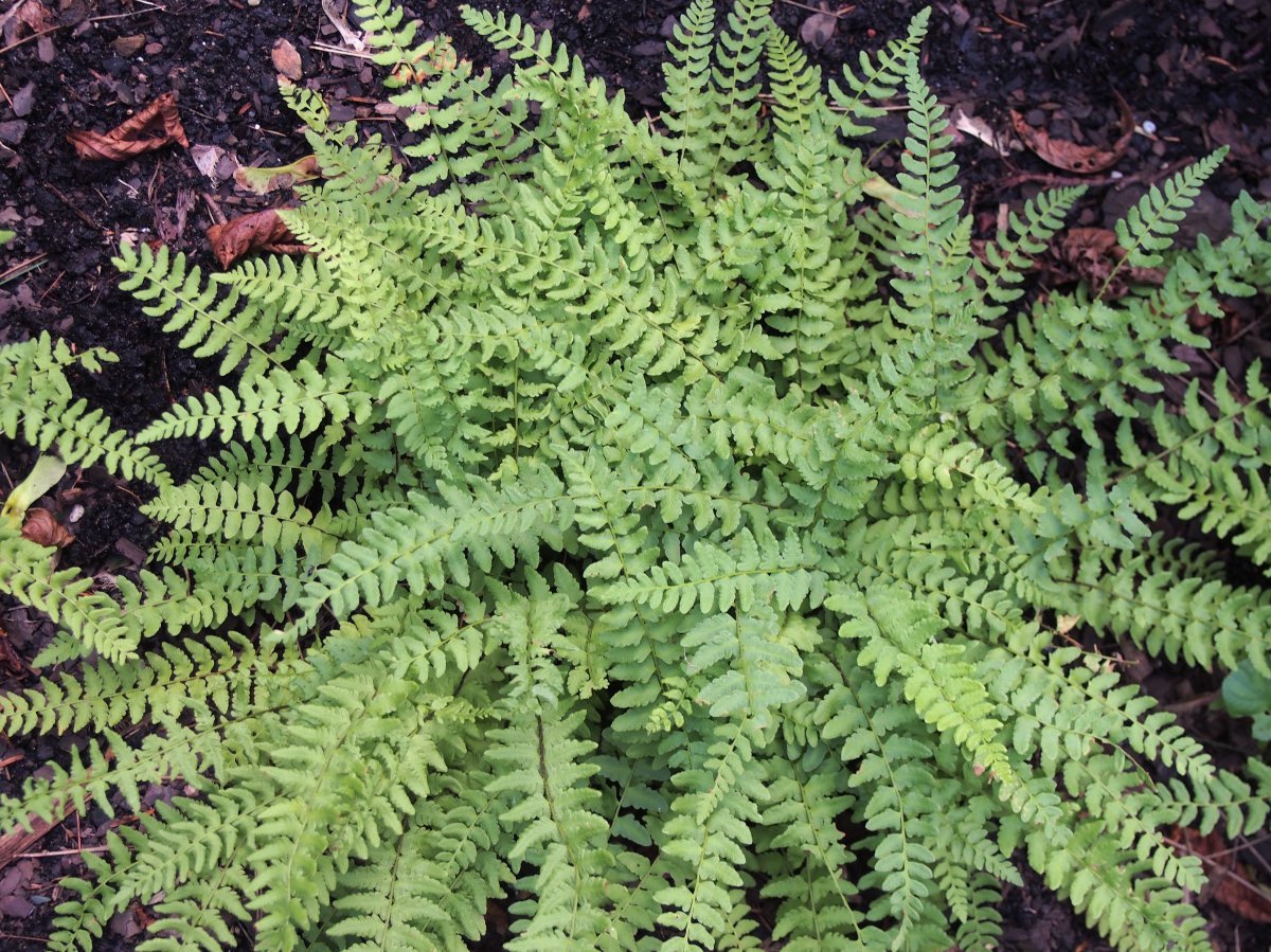 Вудсия многорядная