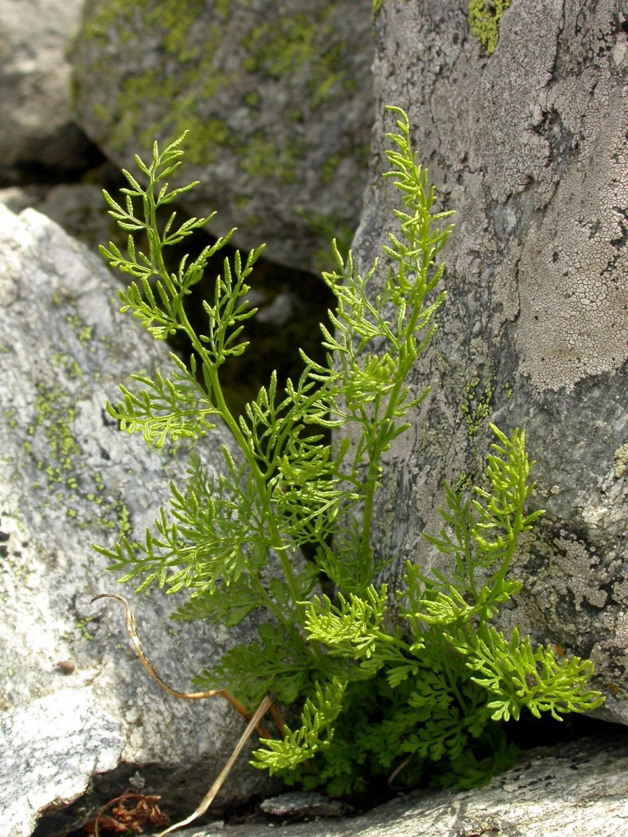 Криптограмма курчавая