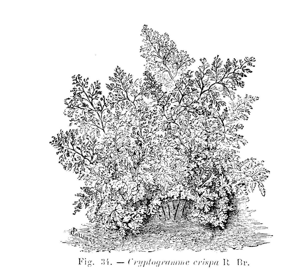 Криптограмма курчавая - фото 10