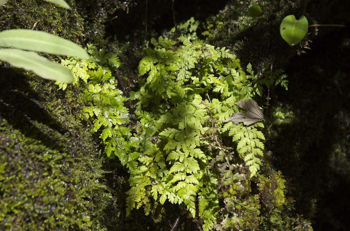 Криптограмма курчавая - фото 4