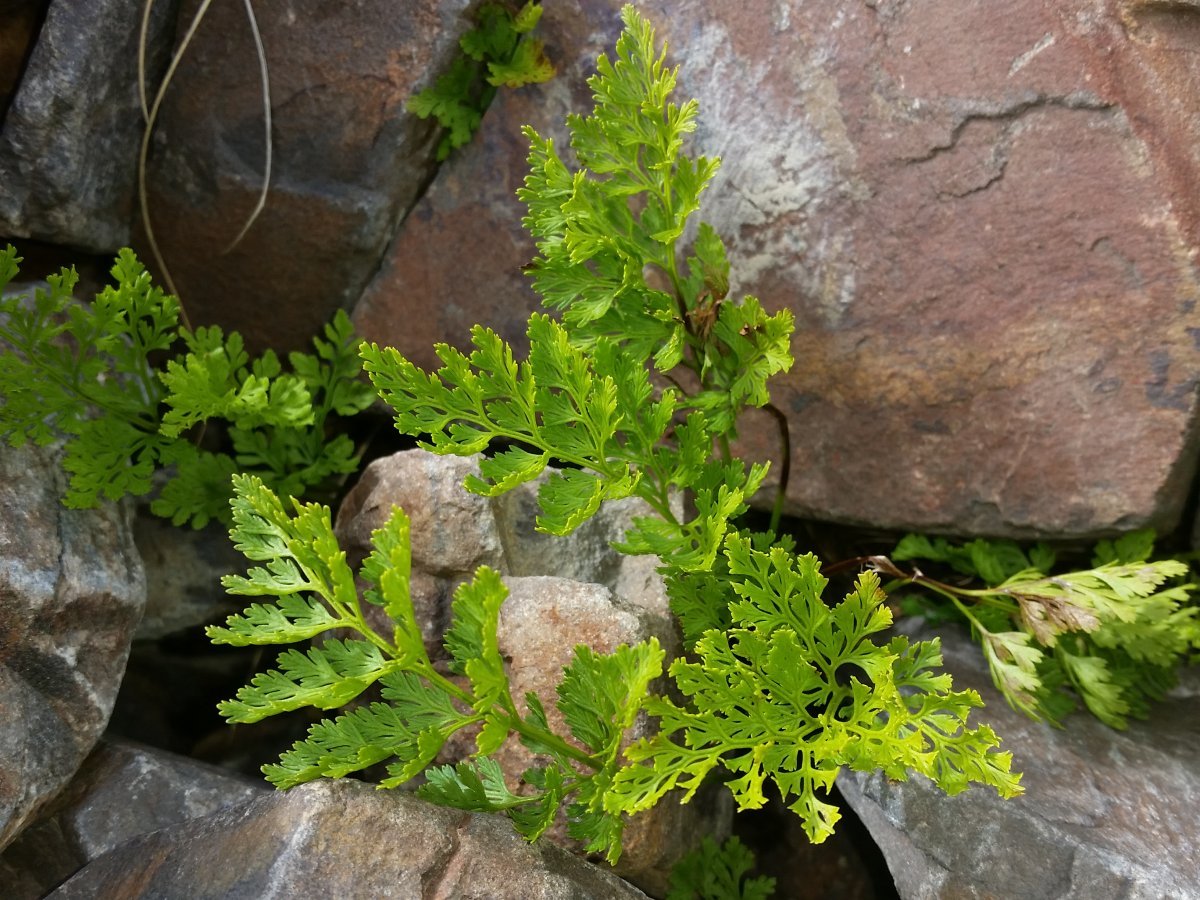 Криптограмма курчавая - фото 5