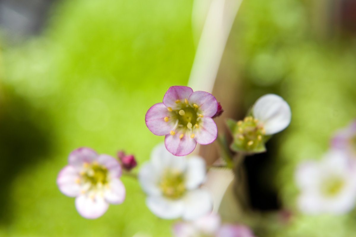 Камнеломка Арендса - фото 11