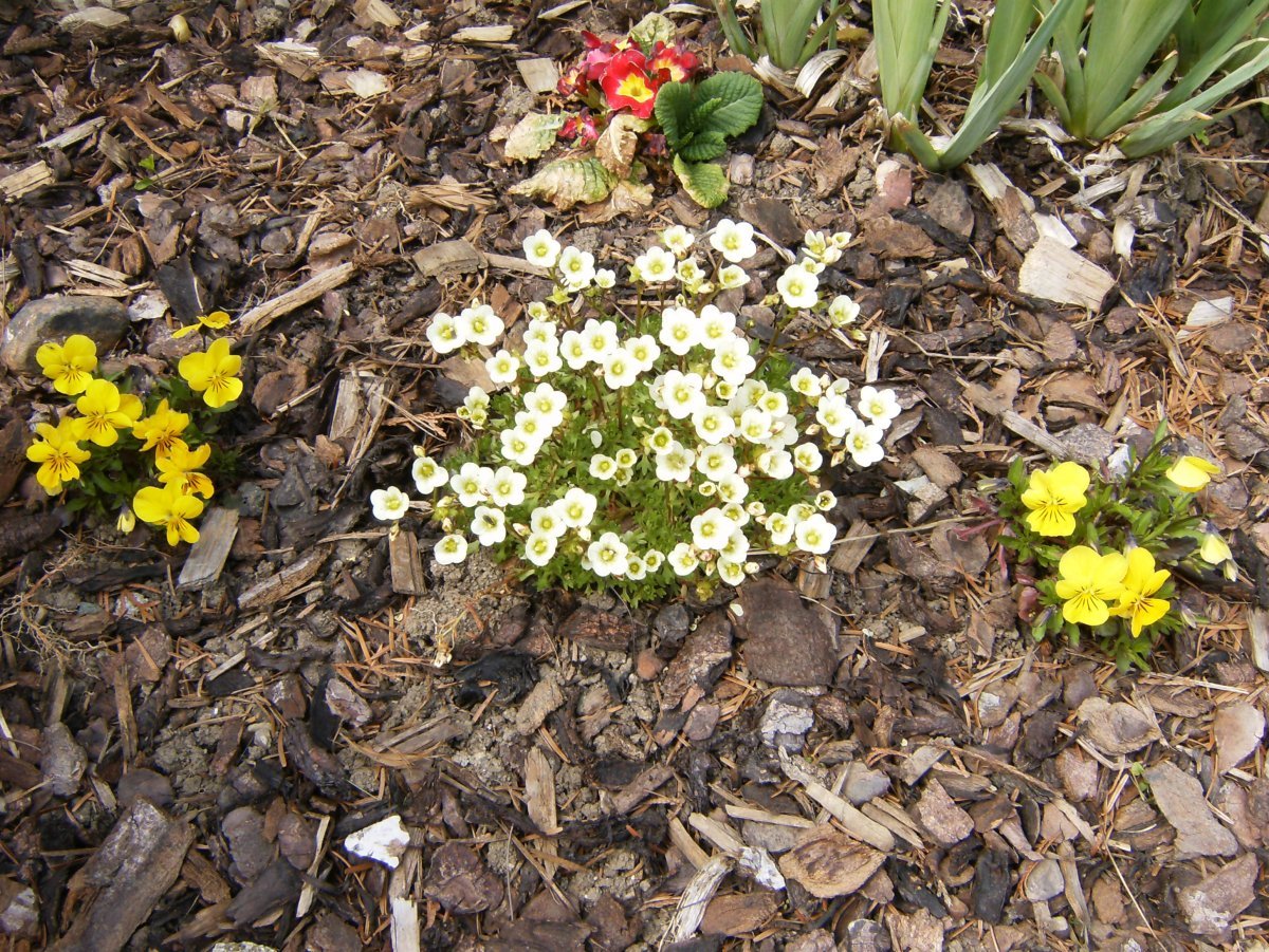 Камнеломка Арендса - фото 10