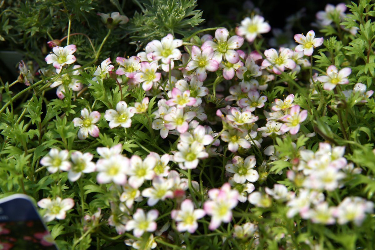 Камнеломка Арендса - фото 6