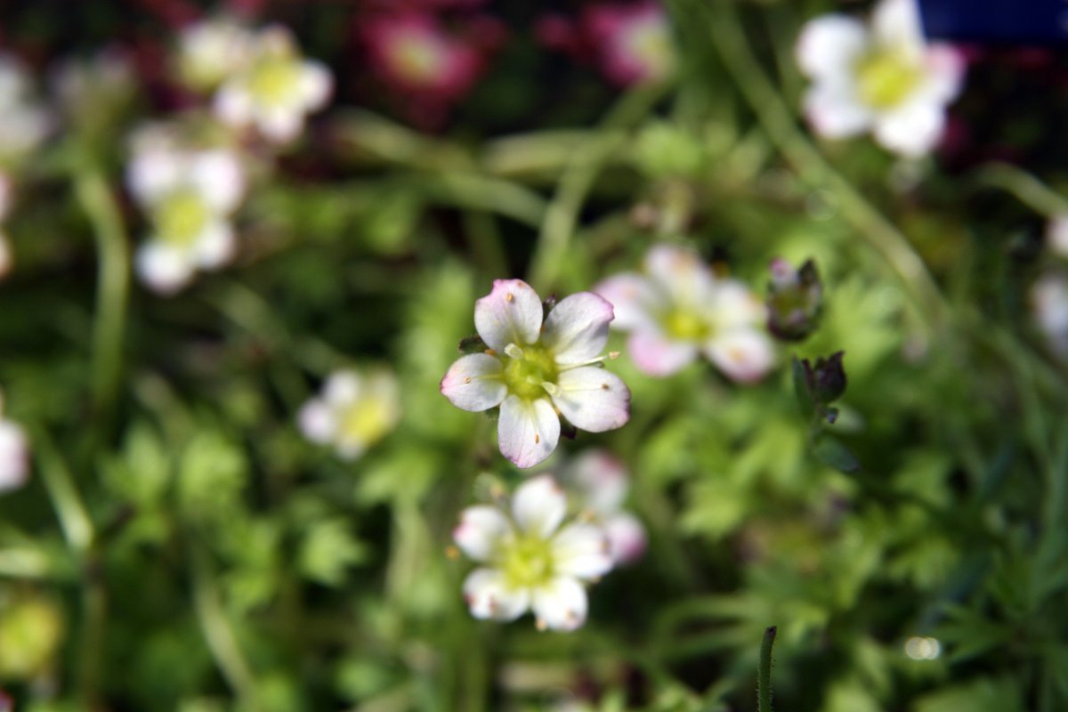 Камнеломка Арендса - фото 5