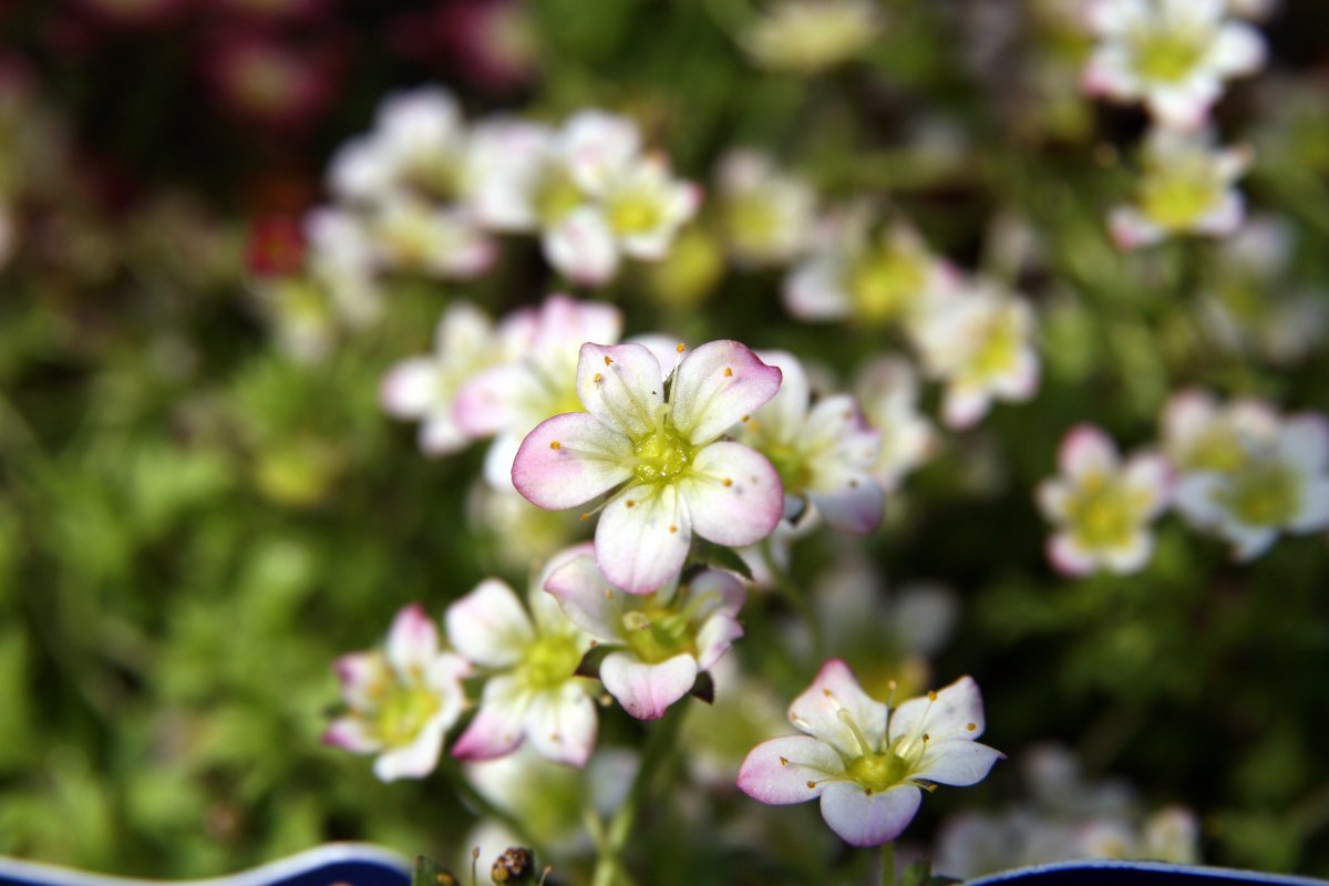 Камнеломка Арендса - фото 4