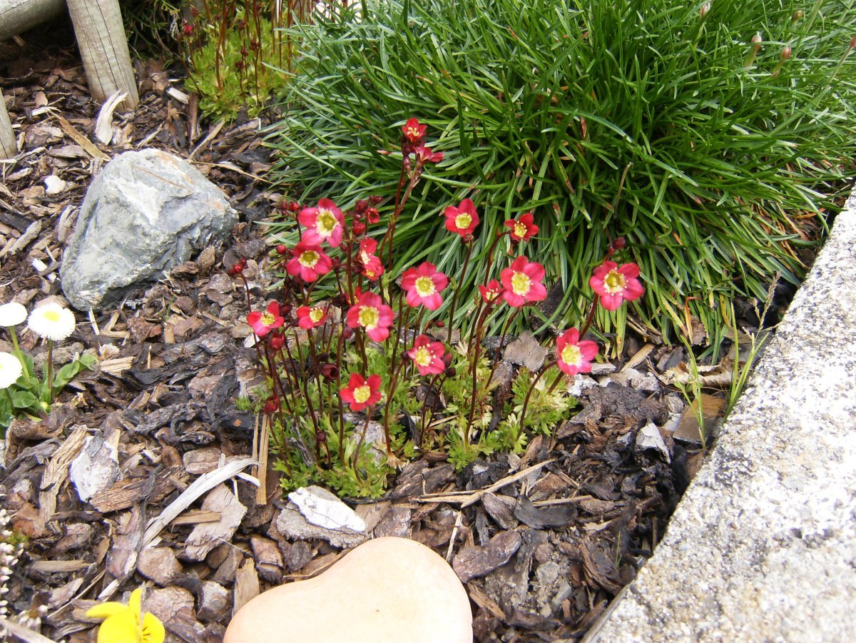 Камнеломка Арендса - фото 9