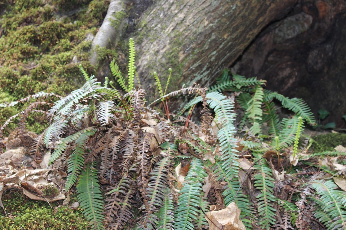 Дербянка колосистая - фото 10