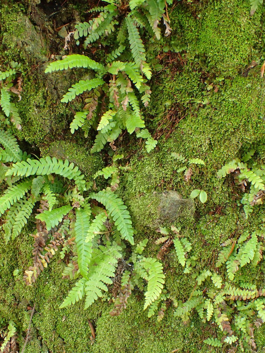 Дербянка колосистая - фото 8