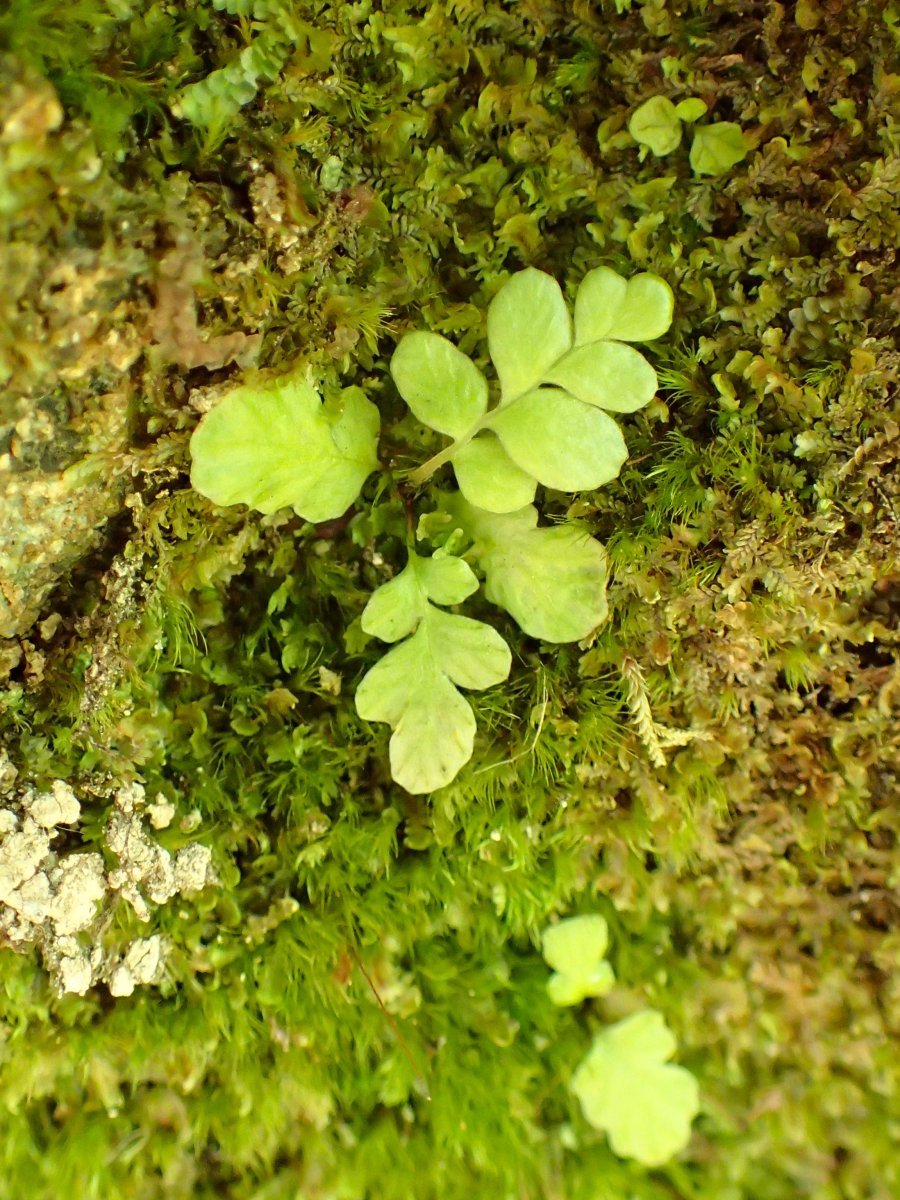 Дербянка колосистая - фото 7