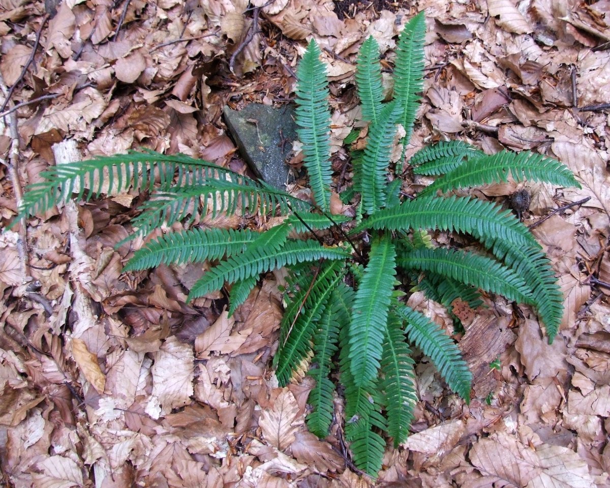 Дербянка колосистая - фото 2