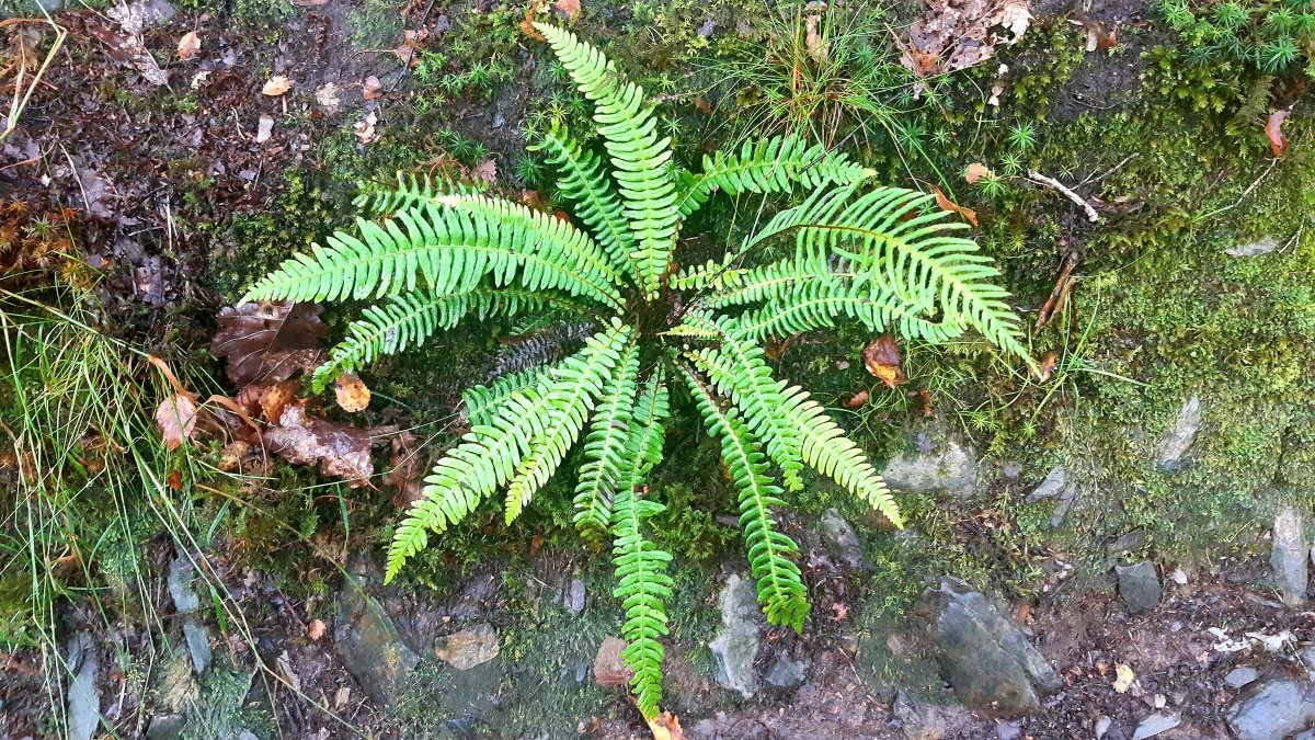 Дербянка колосистая - фото 9