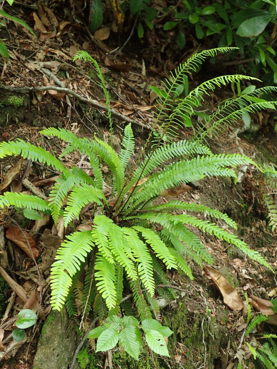 Дербянка колосистая - фото 6