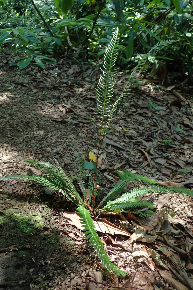 Дербянка колосистая - фото 4