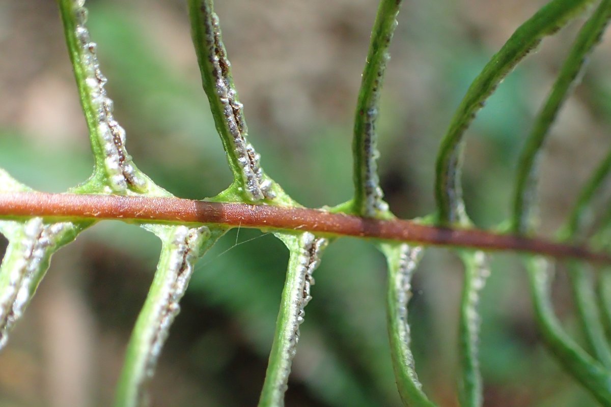 Дербянка колосистая - фото 5