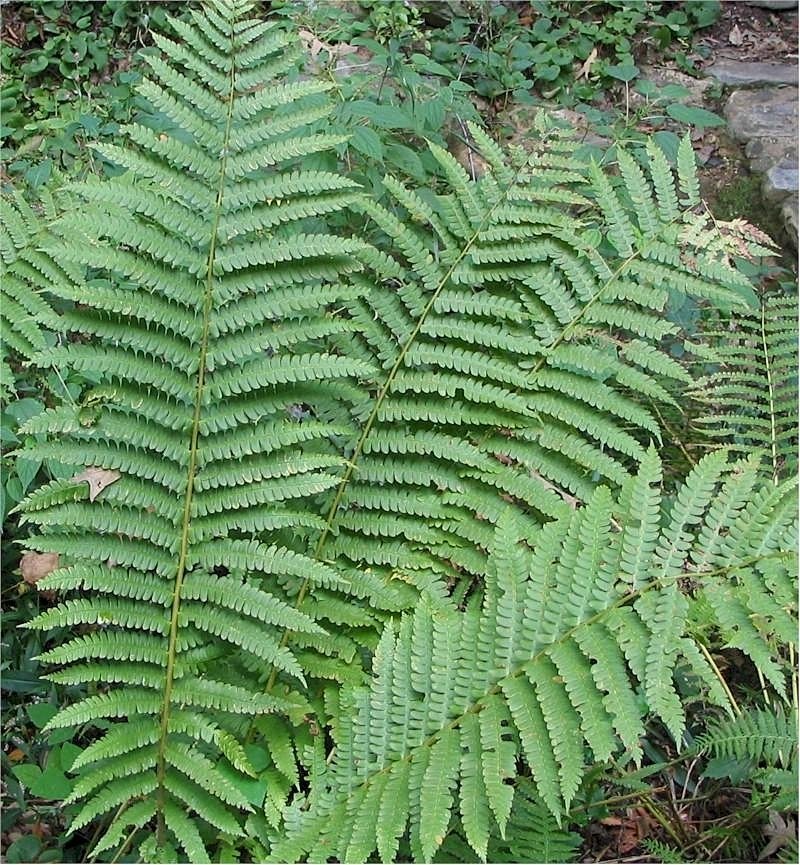 Осмунда коричная - фото 2