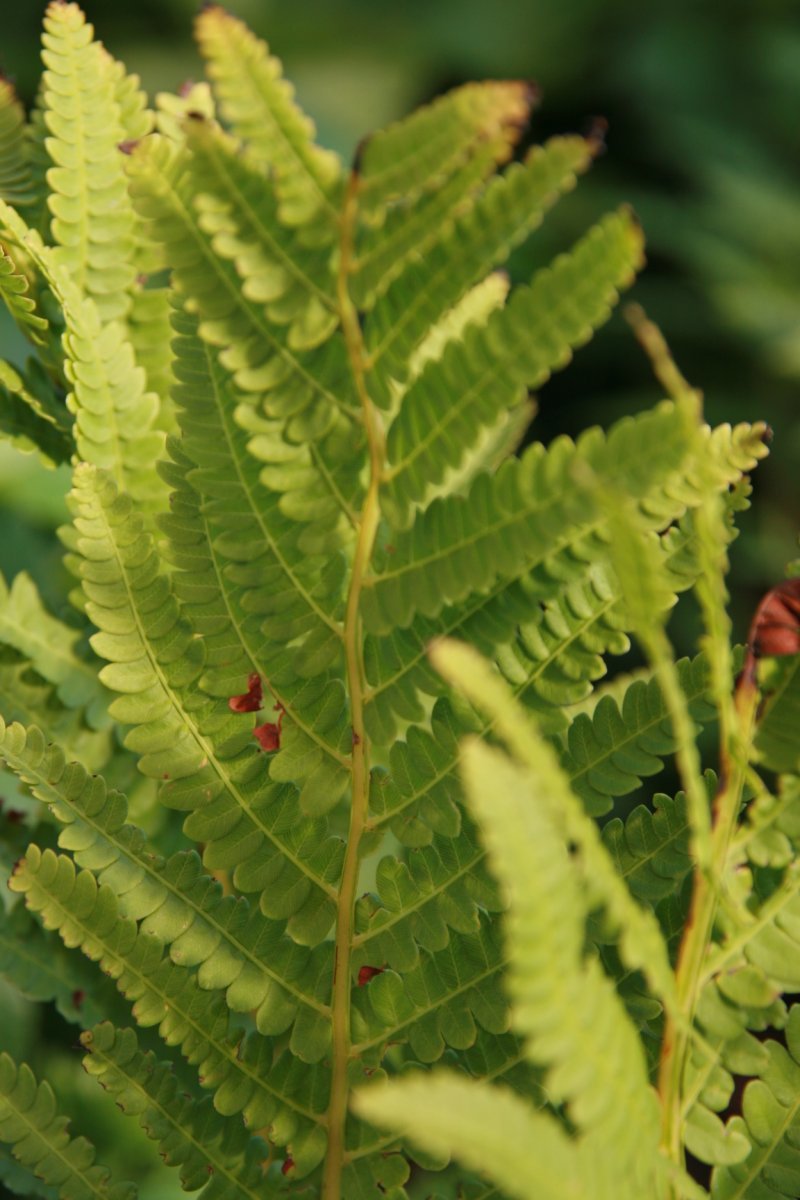 Осмунда коричная - фото 6