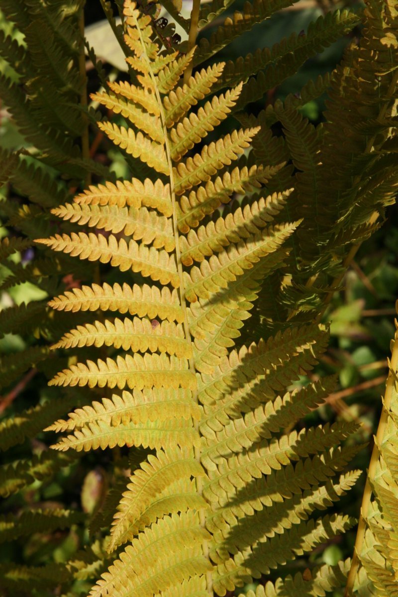 Осмунда коричная - фото 9