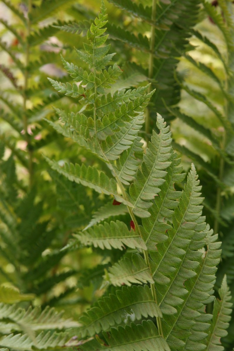 Осмунда коричная - фото 7