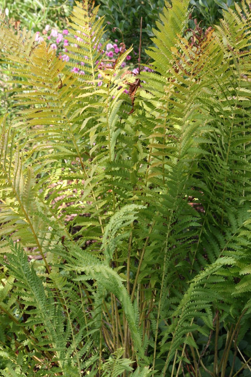 Осмунда коричная - фото 8