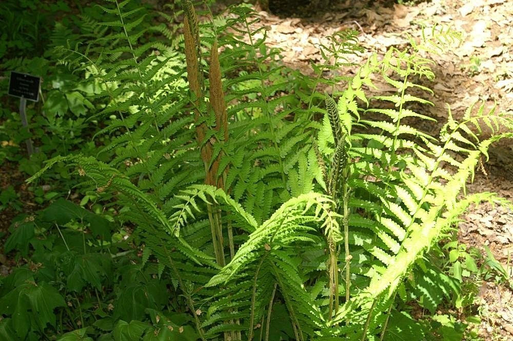 Осмунда коричная - фото 5