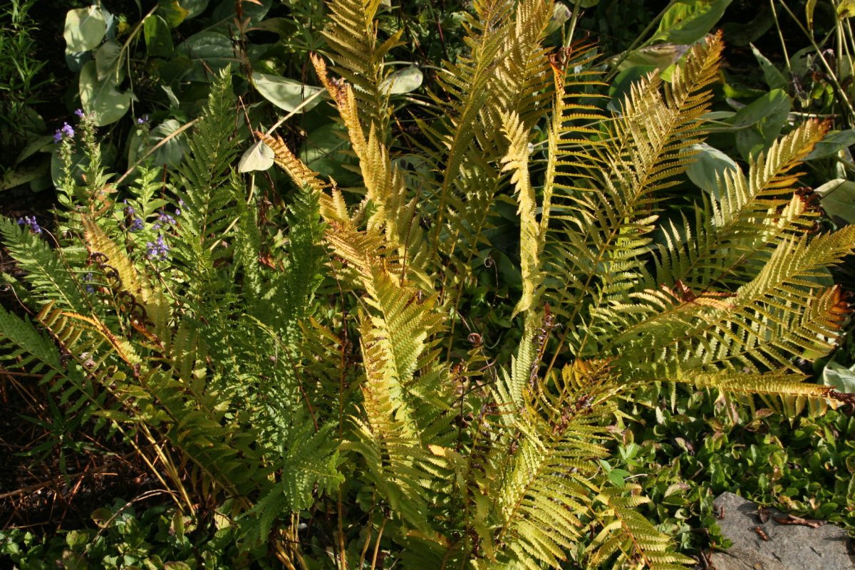 Осмунда коричная - фото 10