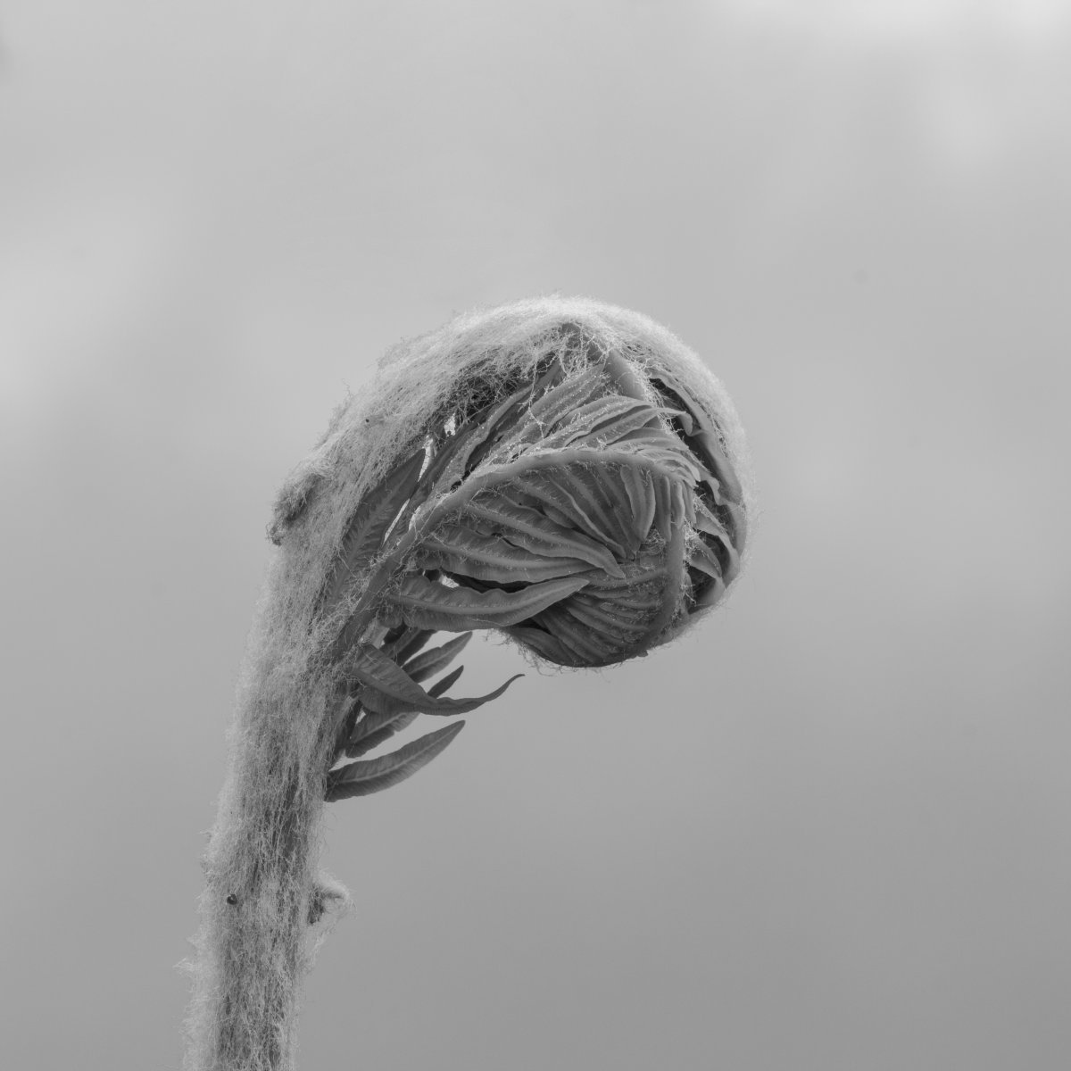 Телиптерис болотный - фото 6