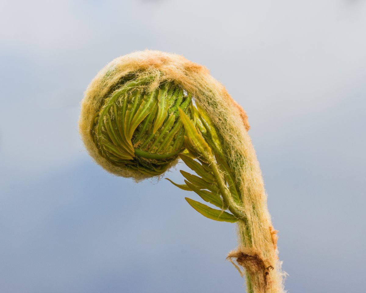 Телиптерис болотный - фото 2