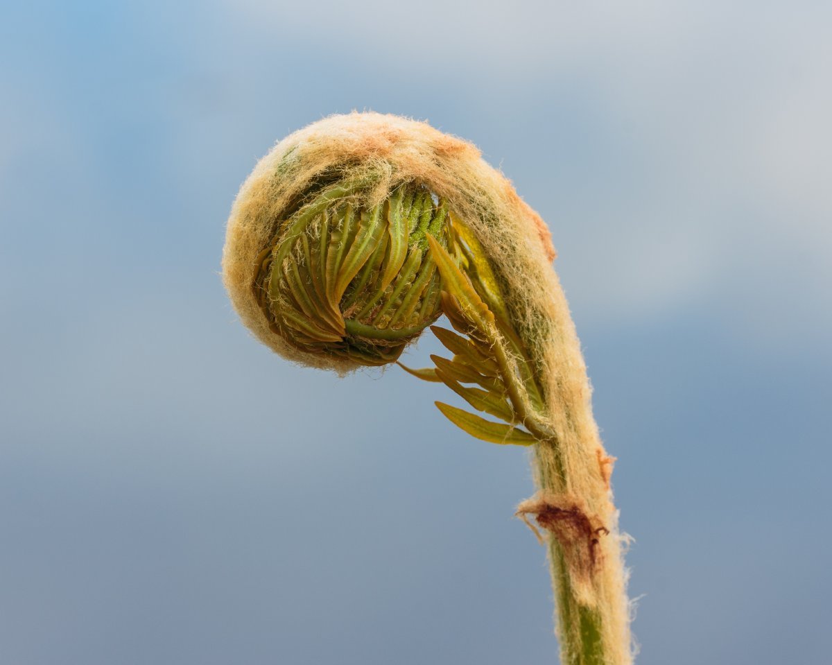 Телиптерис болотный