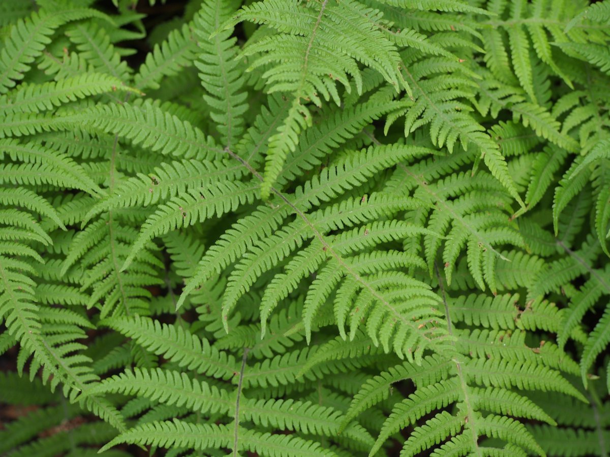 Фегоптерис связывающий - фото 8