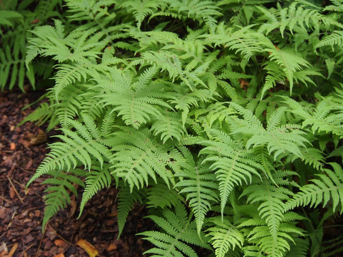 Фегоптерис связывающий - фото 7