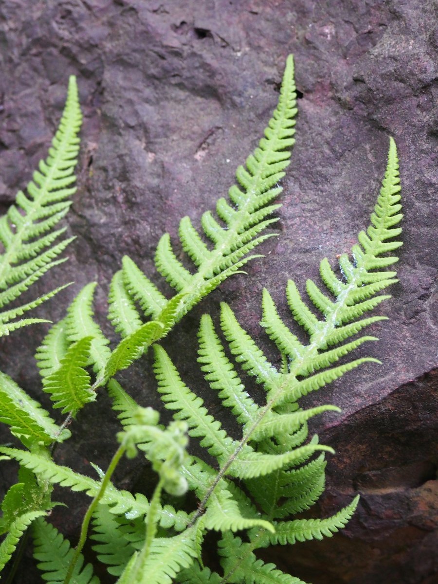 Фегоптерис связывающий - фото 3