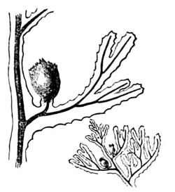 Гименофиллум волнистый - фото 9