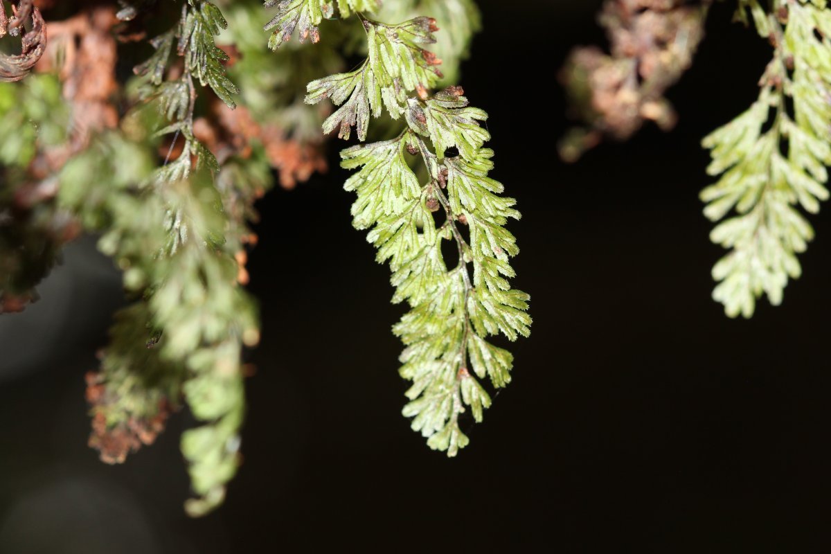 Гименофиллум волнистый - фото 8