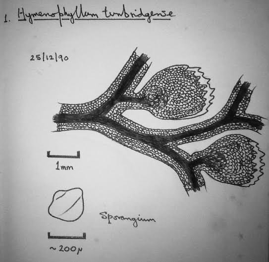 Гименофиллум волнистый - фото 2