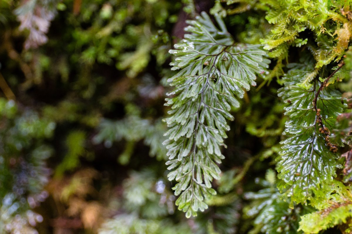 Гименофиллум волнистый - фото 4