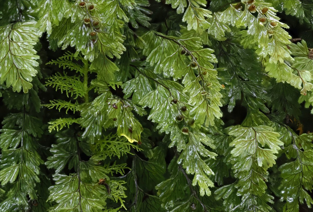 Гименофиллум волнистый - фото 3