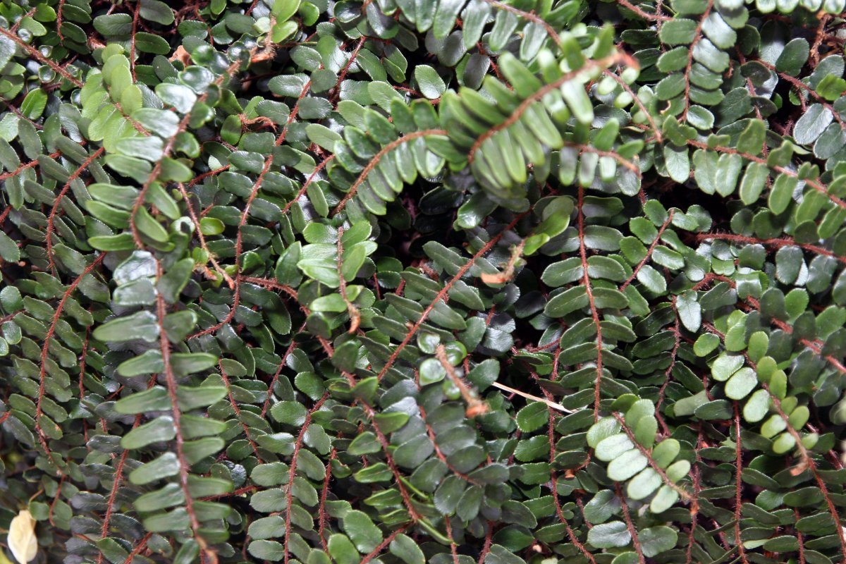 Пеллея круглолистная - фото 7