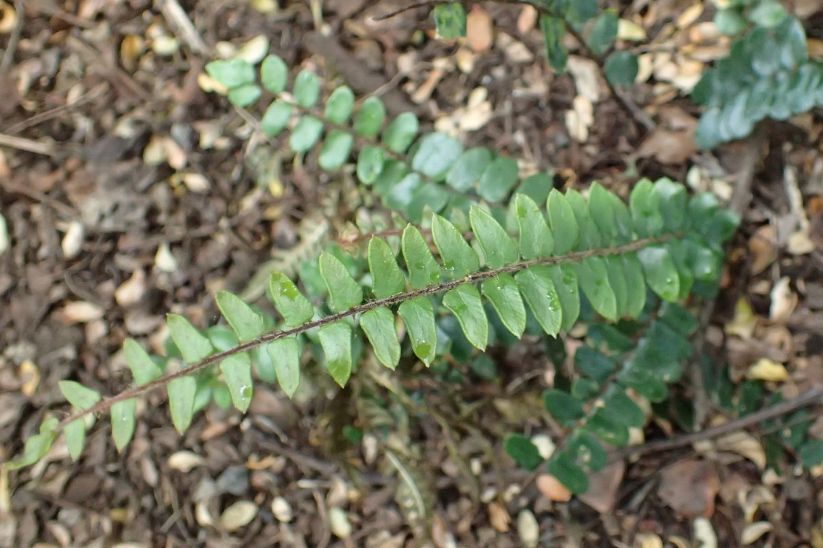 Пеллея круглолистная - фото 8