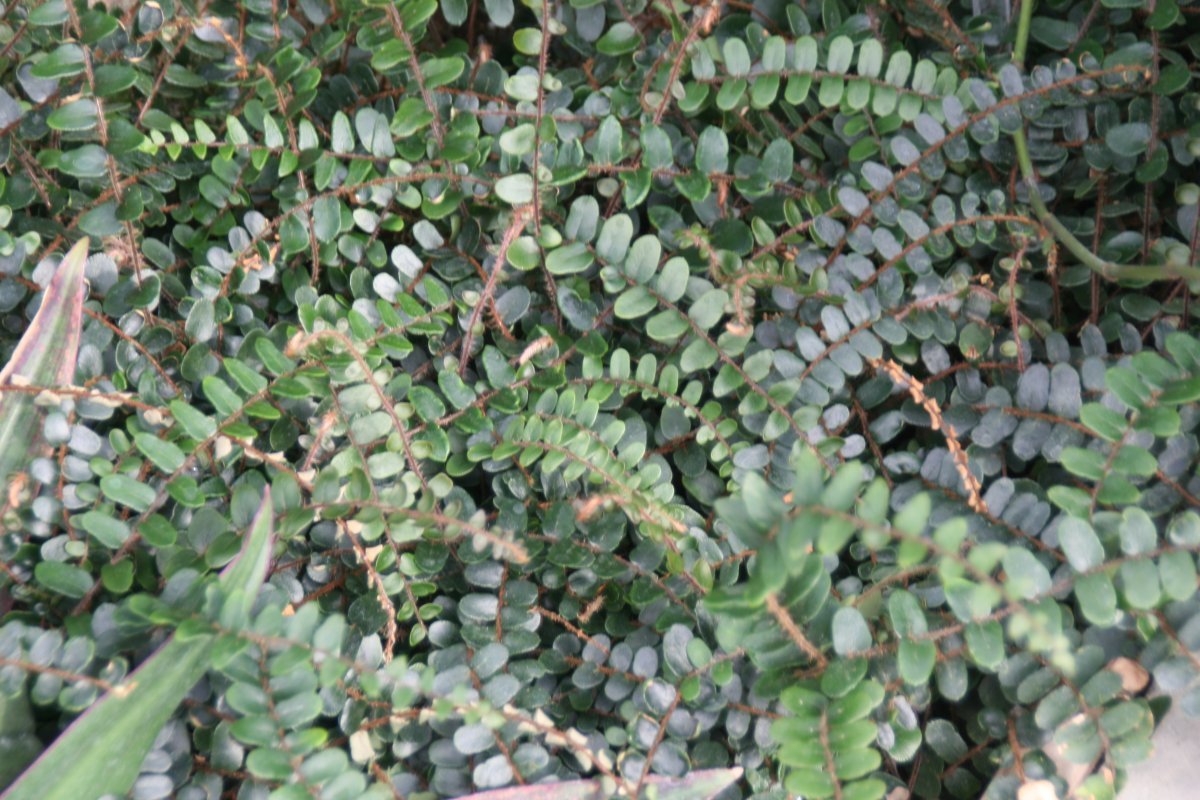 Пеллея круглолистная - фото 3