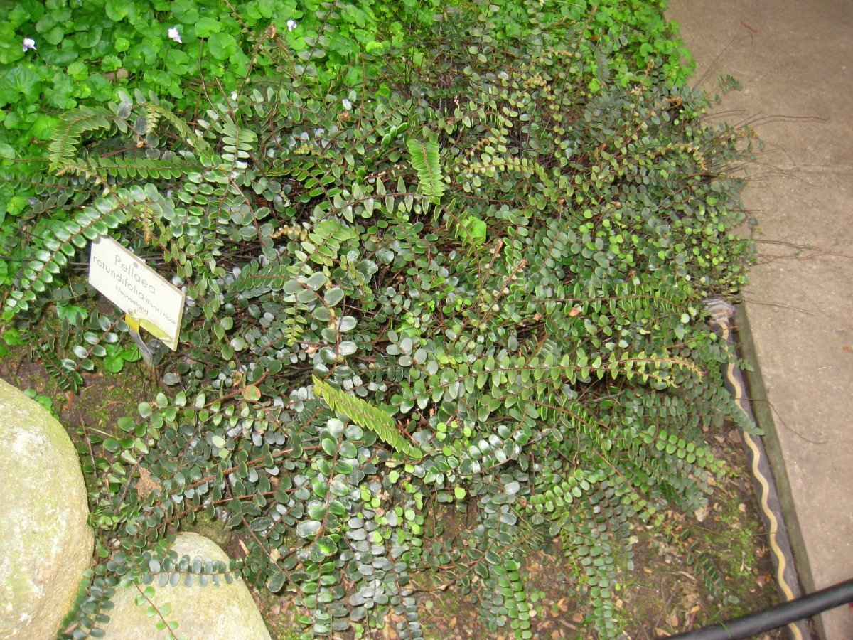 Пеллея круглолистная