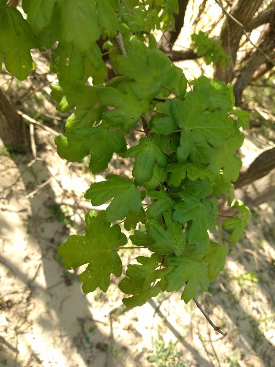 Клён полевой - фото 7