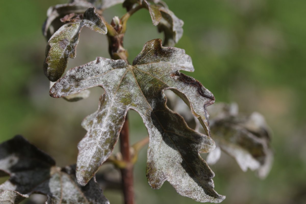 Клён полевой - фото 2