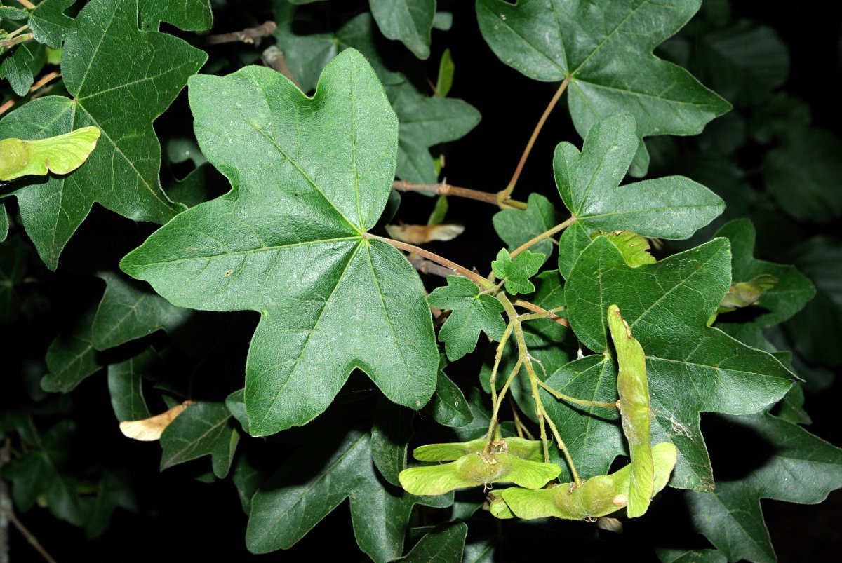 Клён полевой - фото 4